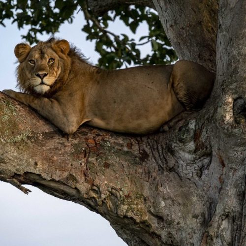 Queen Elizabeth National Park – 3Days 2Nights