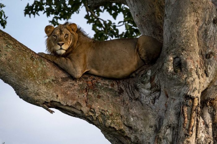 Queen Elizabeth National Park – 3Days 2Nights